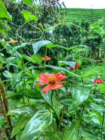 归去来兮·见山庭院丨翠院清居丨度假民宿(西塞山旅游度假区店)图片