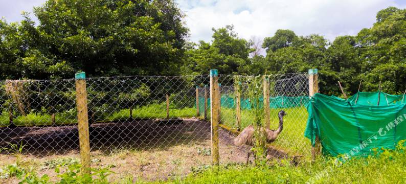 谢提农场(Shetty Farms)图片