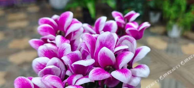 香格里拉鸿春萍客栈(独克宗古城店)图片