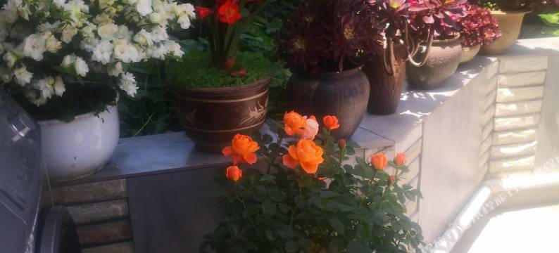 宣恩天成居民宿图片