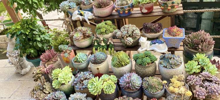 石林风景区｜MOON LOTUS荷莲月色·乡野花园民宿图片