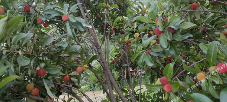 安吉地香民宿(中南百草原浙江自然博物馆店)图片