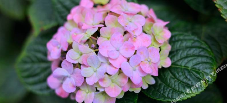 抚仙湖·鹭恋民宿图片