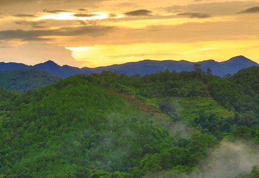 Elephant Specialty Coffee Manor Hotel Overview