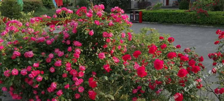 阆中向家院子农家乐图片