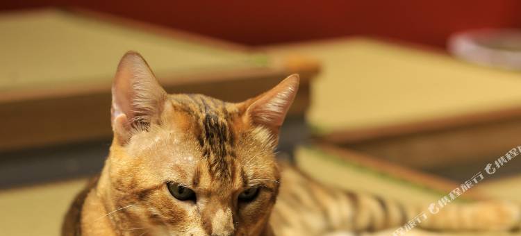 宋庭国风生活(慈城古县城店)图片