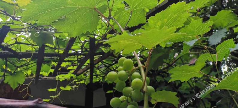 阆中三陈府邸民宿图片