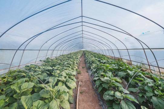花筑·上海岛居民宿(崇明南门码头店)图片