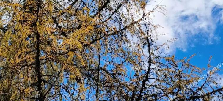 云山之宿(四姑娘山景区店)图片