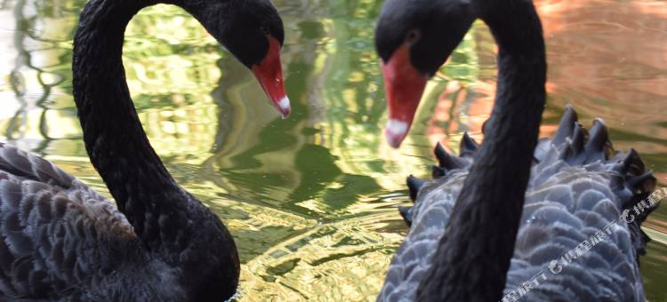 纳布慢时光·萌宠·亲子休闲隐宿(傣族园景区店)图片