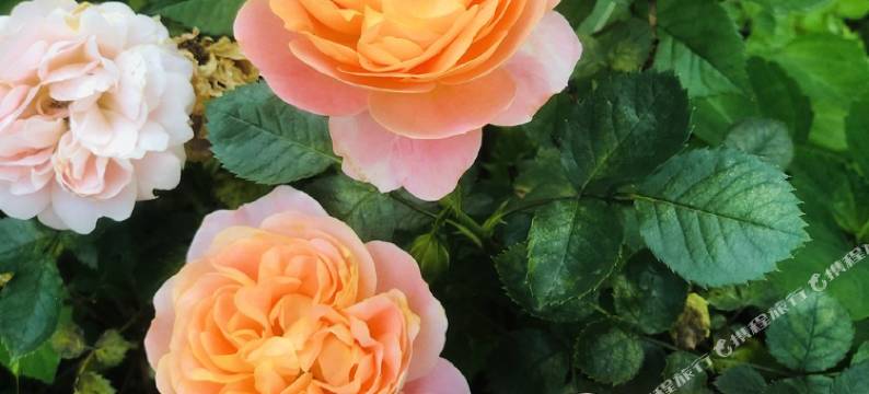 神仙居休闲度假民宿图片