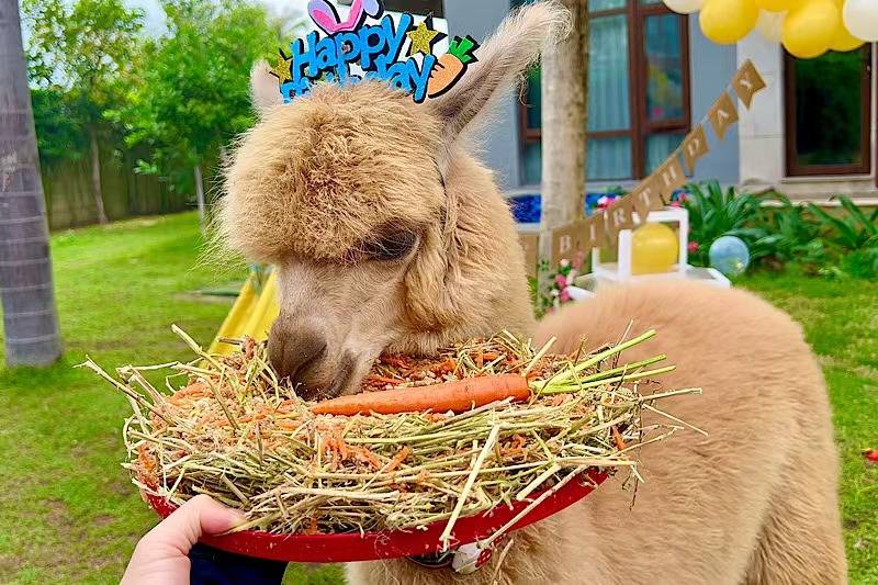 三亚亚龙湾雅阁套房度假酒店图片