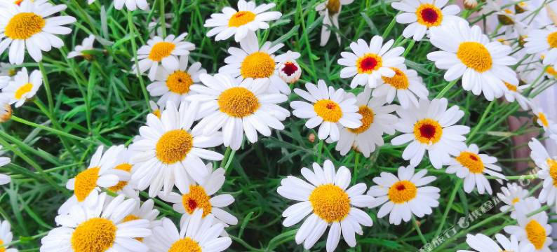 花水湾半舍小筑图片