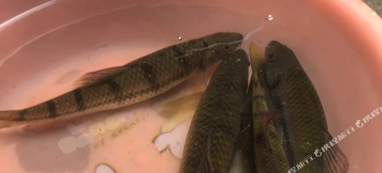 安吉甜缘小筑图片