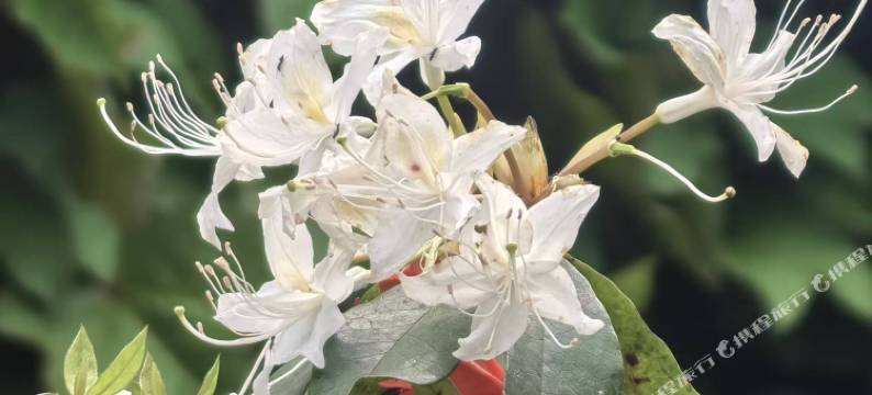 兰花园宾馆图片