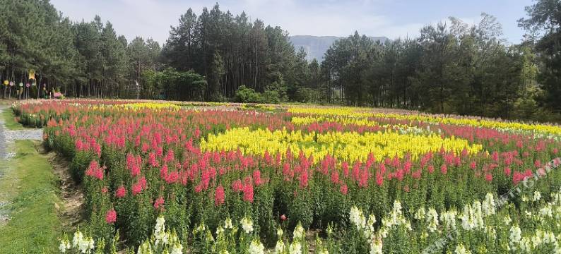仙居盛游农家乐图片