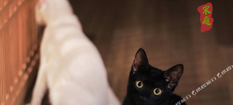 宋庭国风生活(慈城古县城店)图片