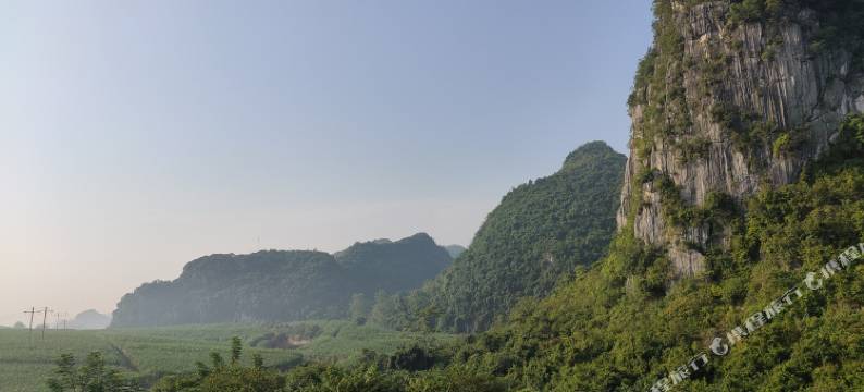 白头叶猴公寓图片