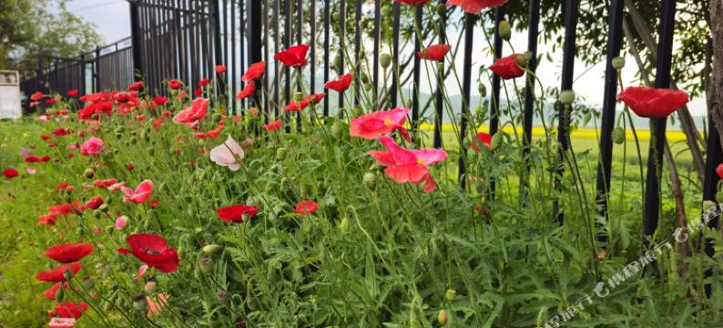 尼勒克微澜间民宿图片