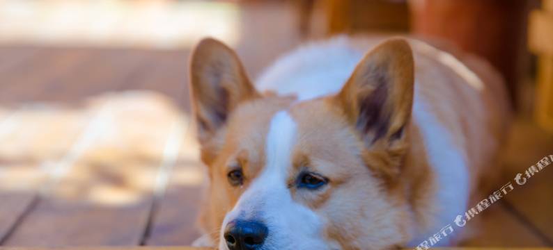 丽江思见轻奢美宿(古城四方街店)图片