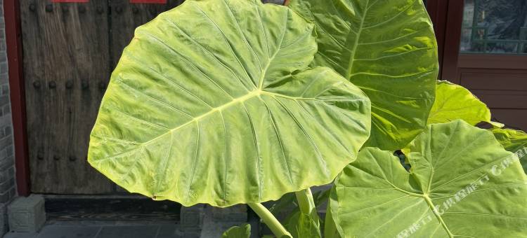 悦心宿·小院(兴城古城景区店)图片