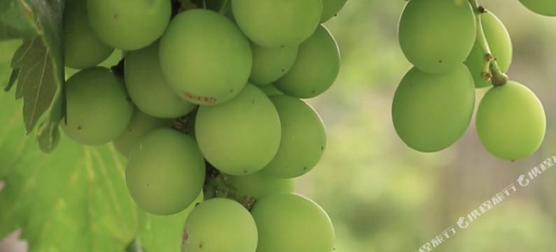 秋英莲居·半隐居客栈(喜洲店)图片