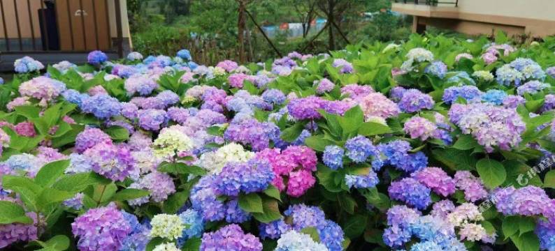 中国桌山·花栖谷图片