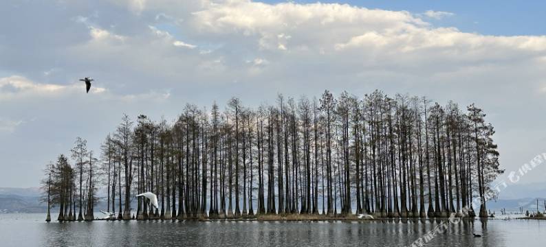 大理玉兰花客栈图片