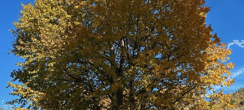 森屿·宿木屋民宿图片