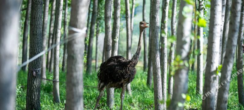 布谷秘境·Fairyland Sky Ranch｜山景童话民宿(那拉提景区店)图片