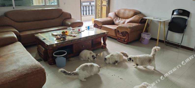 再来一晚猫咖客栈图片