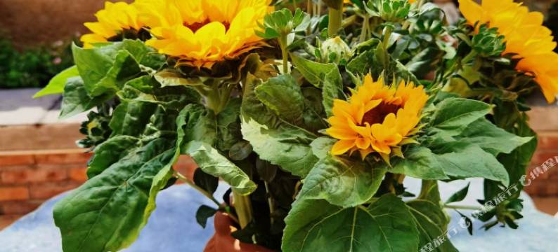 安亭客栈(大理古城店)图片