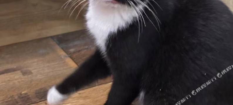 丽江许愿树青年旅舍(中济海店)图片