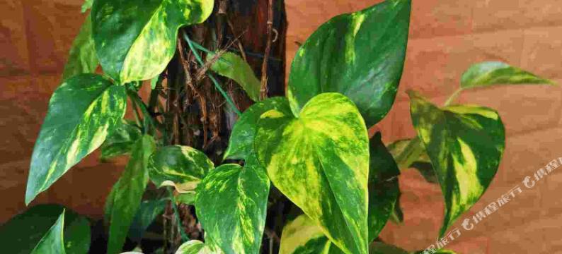 青岛益梦圆渔家图片