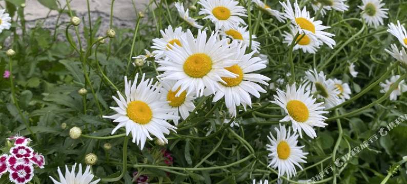 江布拉克田园归居民宿图片