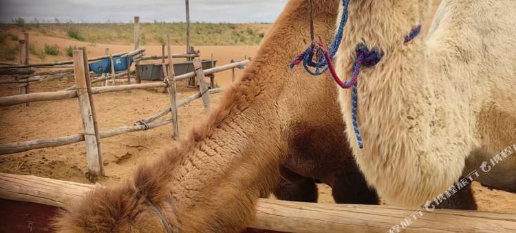 星星城堡沙漠露营酒店图片
