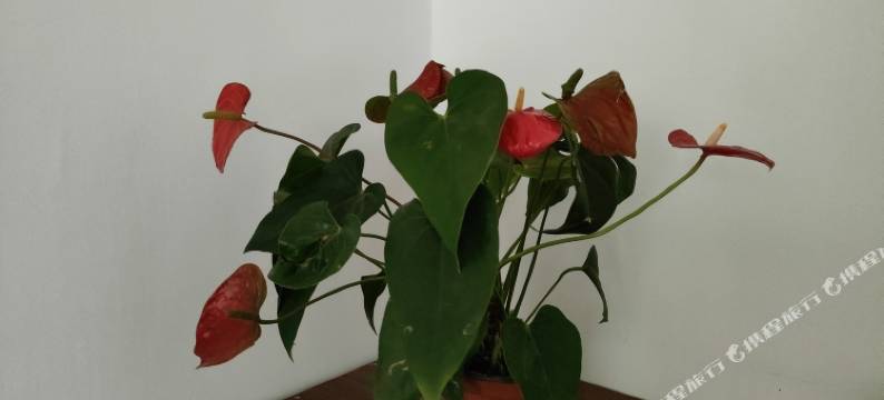 碧海蓝天民宿(东疆亲海公园店)图片