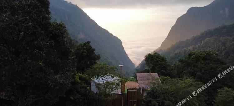 塌吗茶(Tham ma chard)图片