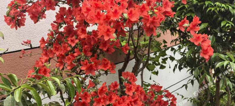 兰花园宾馆图片