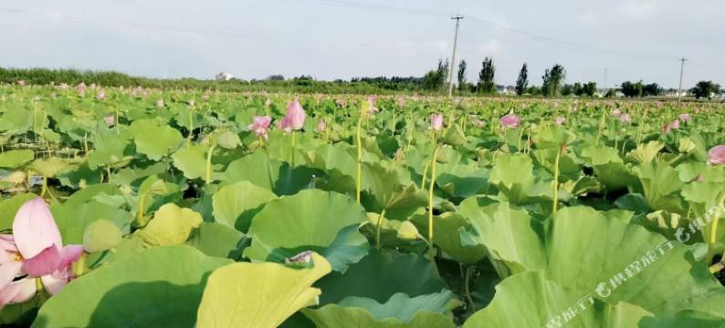 微山湖湖上老渔家鱼馆民宿图片