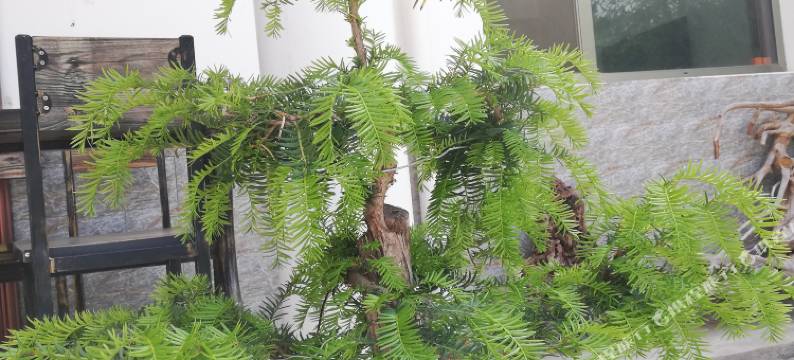 麦积山映山红庄园图片