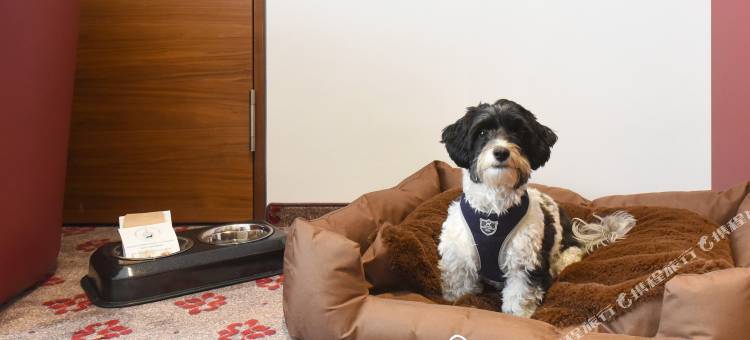 德雷斯顿广场阿梅迪亚酒店，温德姆Trademark精选(Amedia Plaza Dresden, Trademark Collection by Wyndham)图片