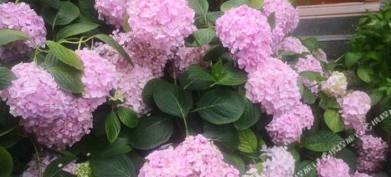 宣恩天成居民宿图片