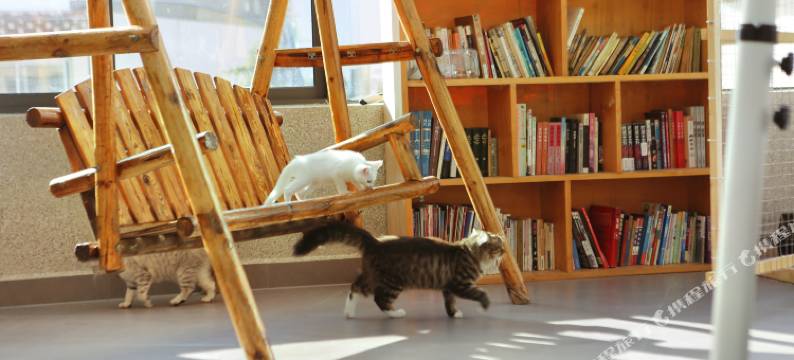 花语·猫咖供氧设计师民宿(香格里拉独克宗古城店)图片