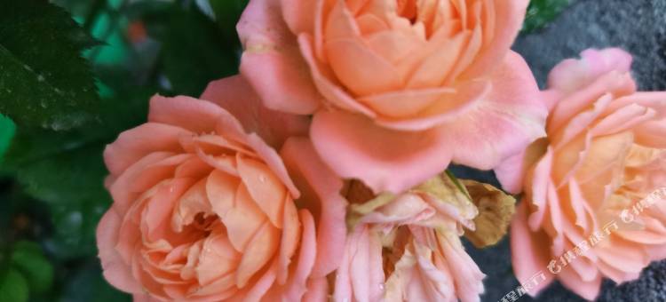 井冈山赟子公寓图片