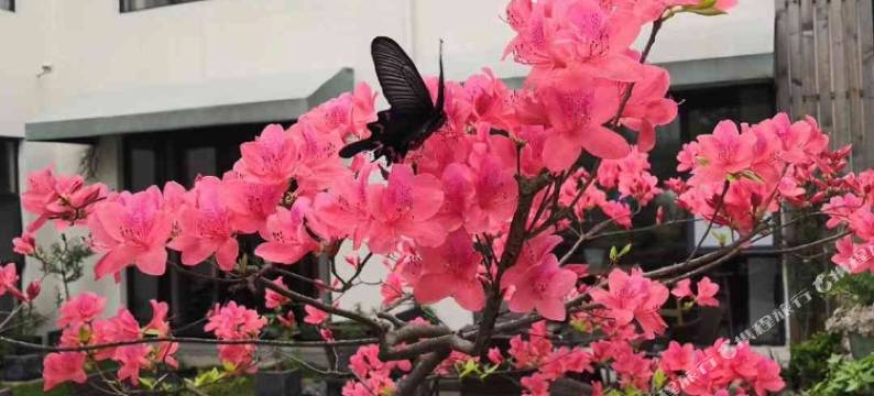 安吉青之恋舍民宿图片