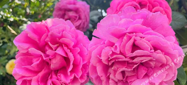 朵朵金花·喜遇花园度假酒店(大理喜洲古镇店)图片