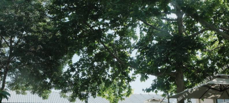 霍城叶之若庭民宿图片