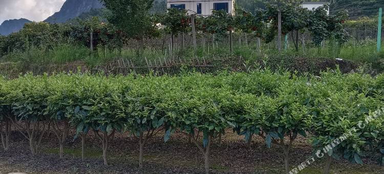 莽山壹号网红民宿图片