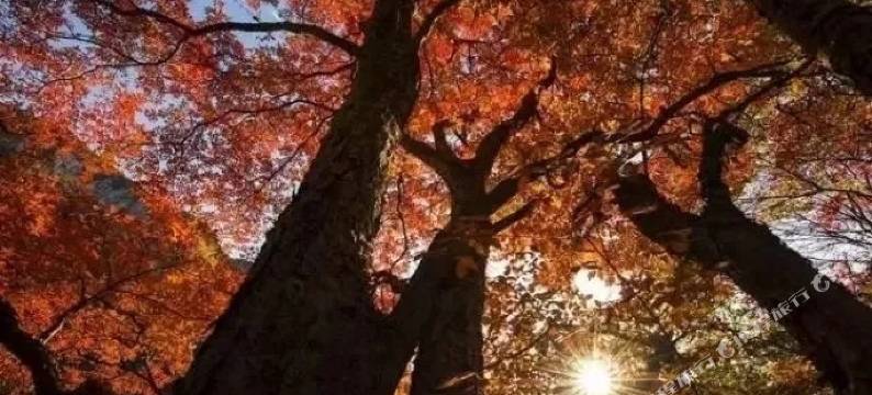 王屋山山里人家精品民宿图片